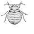 Bed Bug