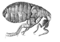 Flea