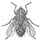 Fly