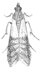 Moth