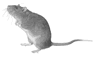 Rodent