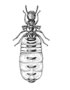 Termite