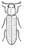 Wood Borer